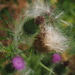 Thistle by jacqbb