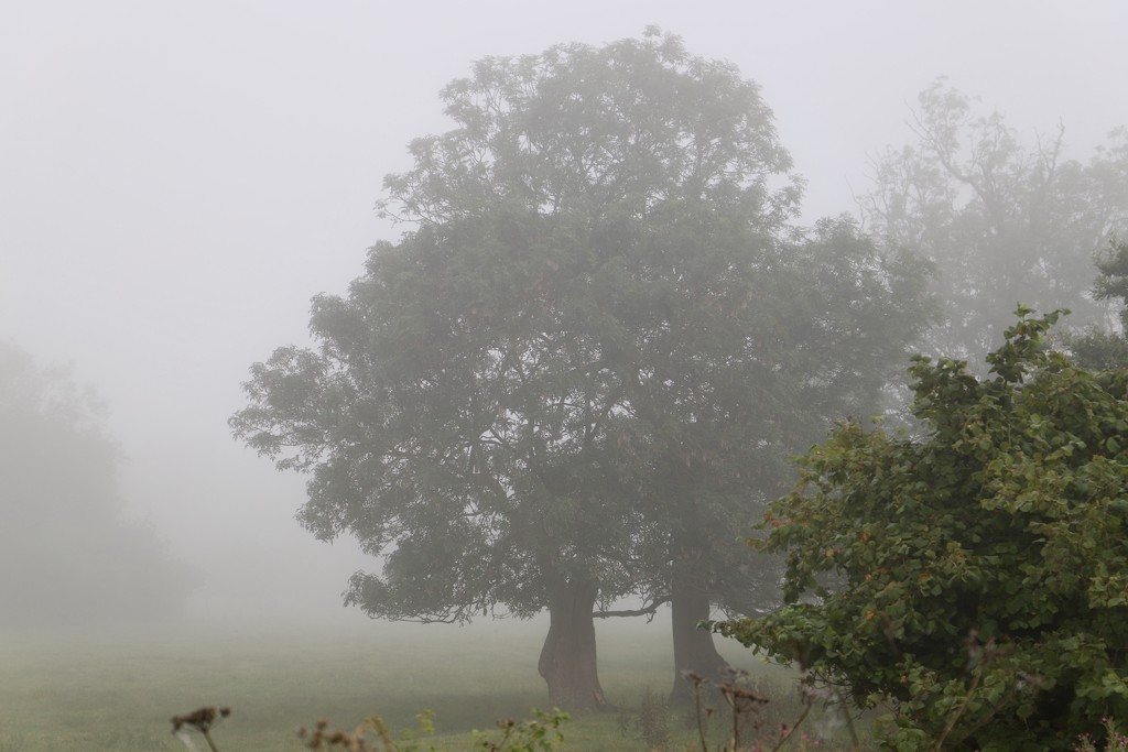 A Misty Start by carole_sandford