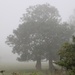 A Misty Start by carole_sandford