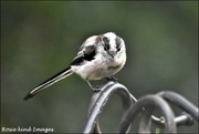 3rd Aug 2019 - Long tailed tit