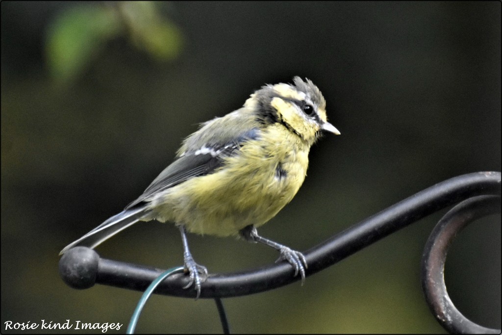 One of our dear little blue tits by rosiekind