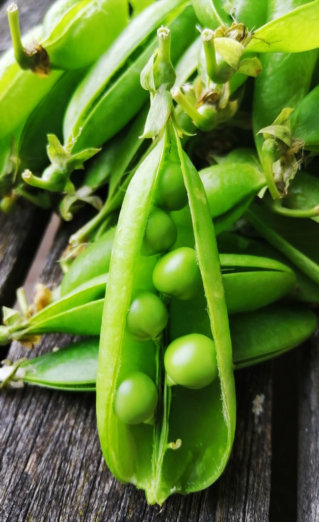 Peas in a pod by flowerfairyann