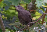 3rd Aug 2019 - Young Starling