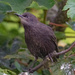 Young Starling by lifeat60degrees