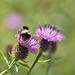 Bee...... by ziggy77