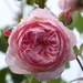 The roses are still flowering in the garden by snowy