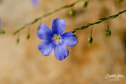 3rd Aug 2019 - Blue flower