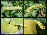 3rd Aug 2019 - Death Head Hawk Moth Caterpillar