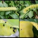 Death Head Hawk Moth Caterpillar by barrowlane