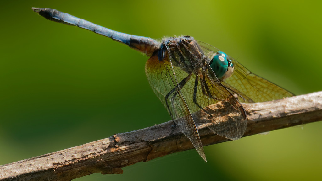 Blue Dasher Dragonfly by rminer
