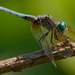 Blue Dasher Dragonfly by rminer