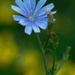 chicory portrait by rminer