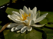 3rd Aug 2019 - water lily