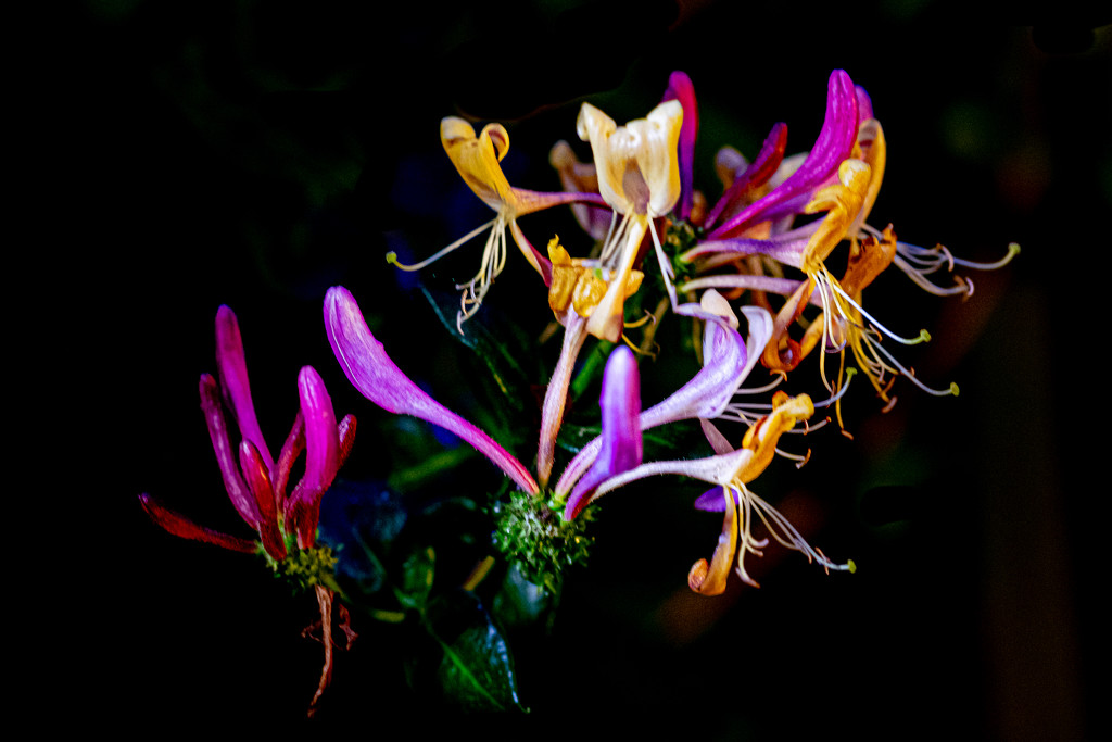 Honeysuckle lit by torchlight at ISO 6400... by vignouse