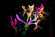 3rd Aug 2019 - Honeysuckle lit by torchlight at ISO 6400...