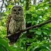 Barred Owl  by marylandgirl58
