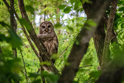 18th May 2019 - Evening Owls 