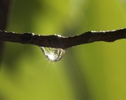 3rd Aug 2019 - LHG_0933 Waterdroplet
