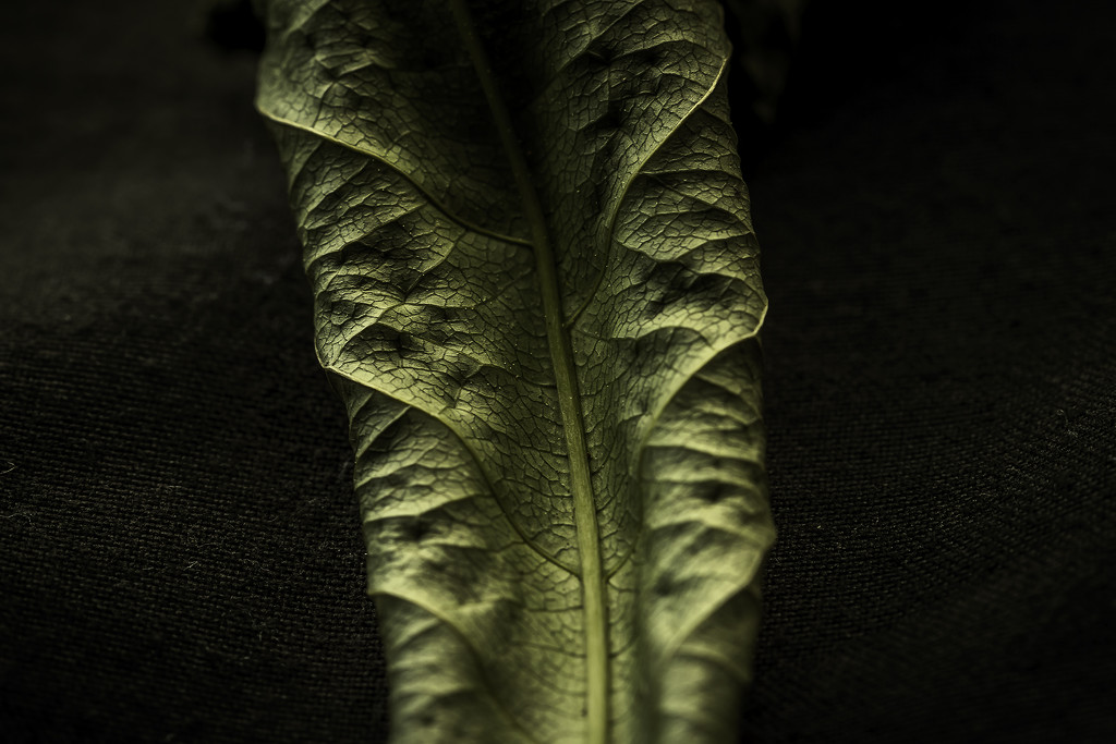 Rolled Leaf by kipper1951