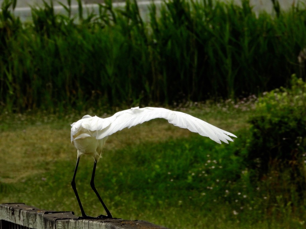 Egret signals for a right turn by amyk