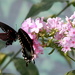 Butterflies on a Flower by randy23