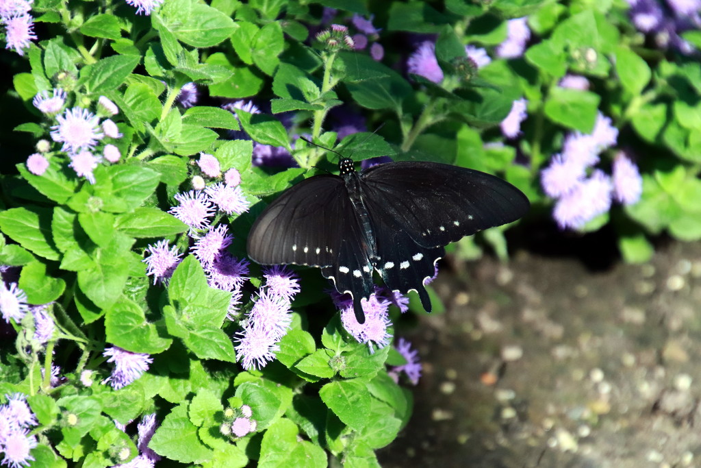 Black Butterfly by randy23