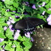 Black Butterfly by randy23