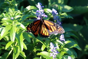1st Jul 2019 - Monarch Butterfly