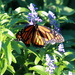 Monarch Butterfly by randy23