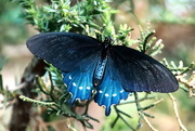 30th Jun 2019 - Blue Butterfly 
