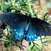 Blue Butterfly  by randy23