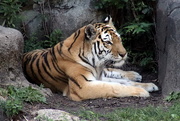 1st Aug 2019 - Resting Tiger