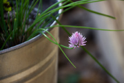 3rd Aug 2019 - Chive Bloom