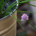 Chive Bloom by jetr