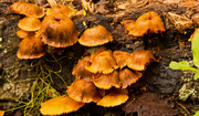 3rd Aug 2019 - Fungi Hanging on the Log!