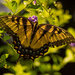 One More Eastern Tiger Swallowtail Butterfly! by rickster549