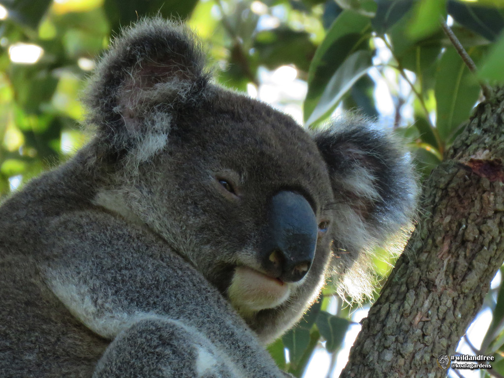 the "I'm too cool for my tree" look by koalagardens