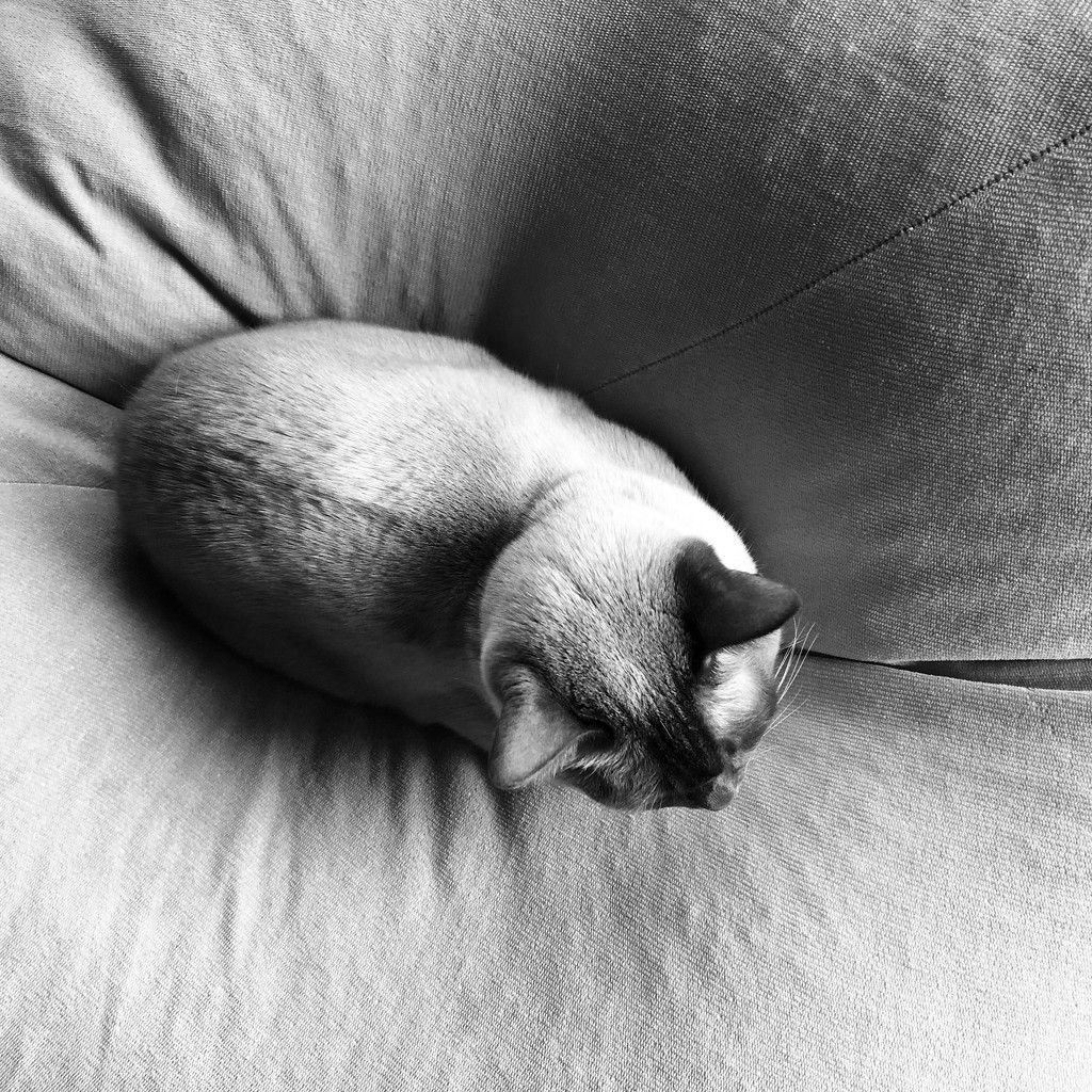 Guess who found the bean bag by pusspup