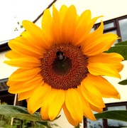 4th Aug 2019 - Sunflower 