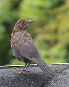 3rd Aug 2019 - Common blackbird