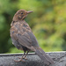 Common blackbird by leonbuys83