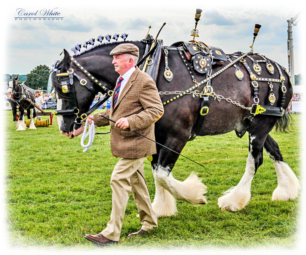 The Shire Horse In His Finery by carolmw