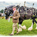 The Shire Horse In His Finery by carolmw