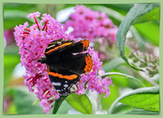 4th Aug 2019 - Red Admiral Butterfly