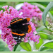 Red Admiral Butterfly by carolmw