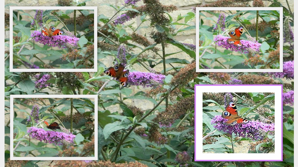 Collage of a Peacock butterfly on Buddleia flowers. by grace55