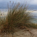 Coastal grasses by pictureme