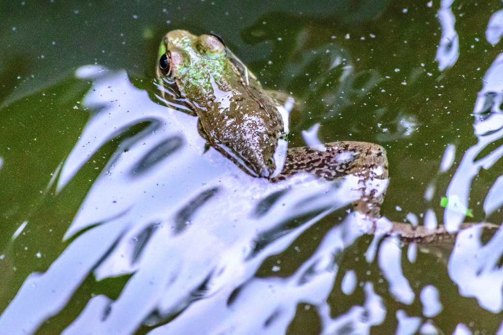 Frog in the Fountain by marylandgirl58