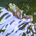 Frog in the Fountain by marylandgirl58