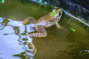 3rd Aug 2019 - Frog in Pond 